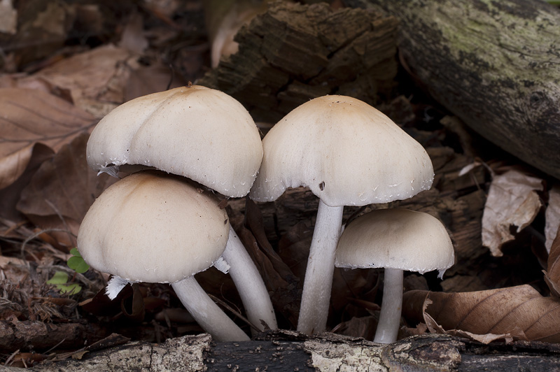 Psathyrella candolleana